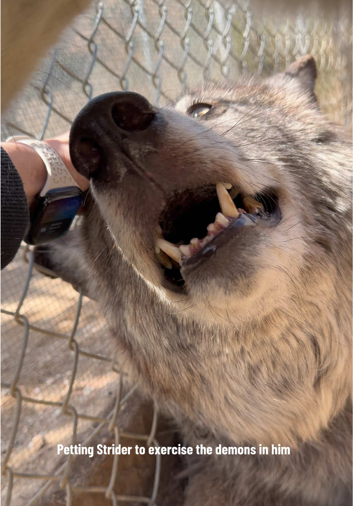@ApexWolves