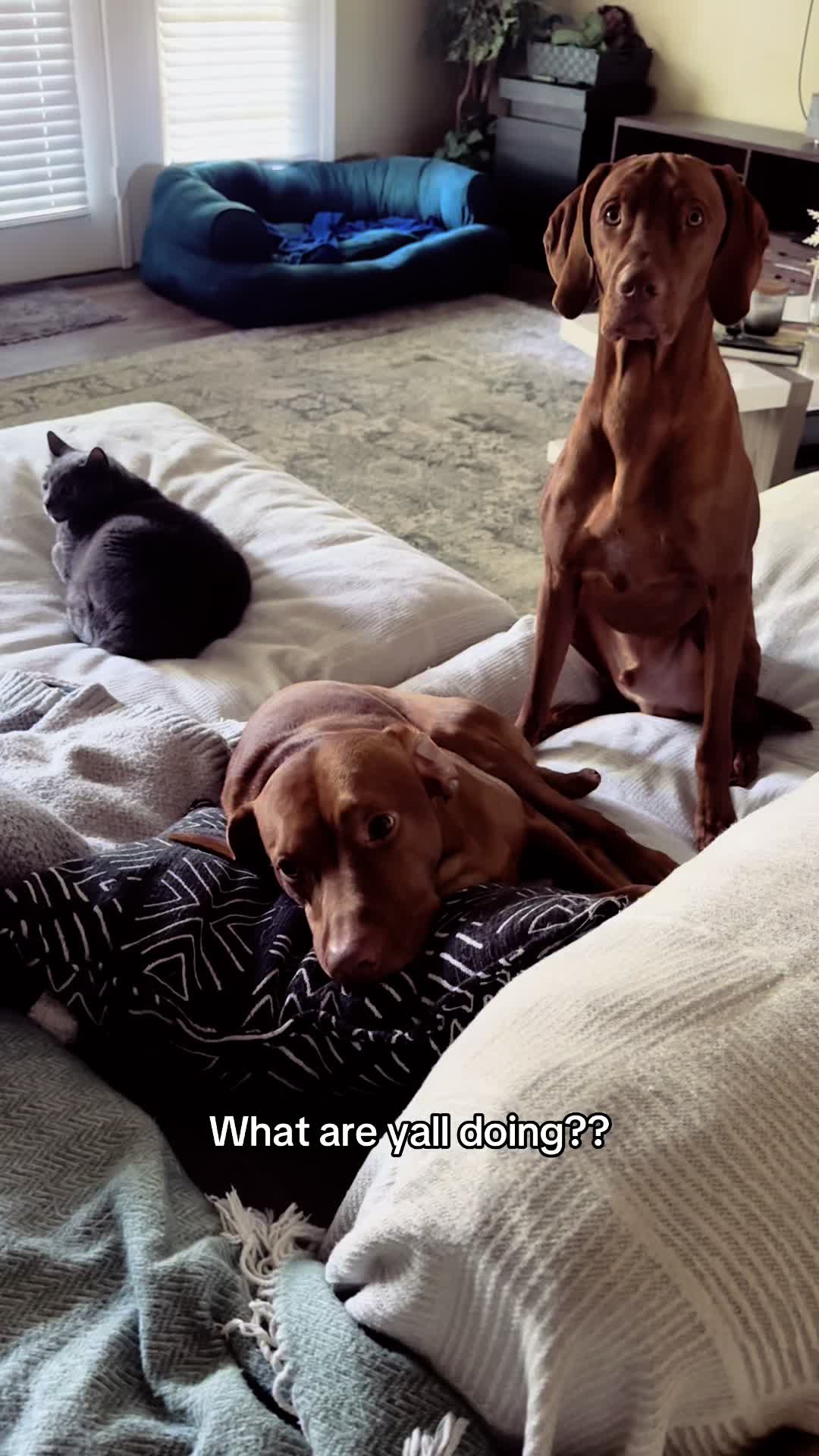 @Tycho the vizsla