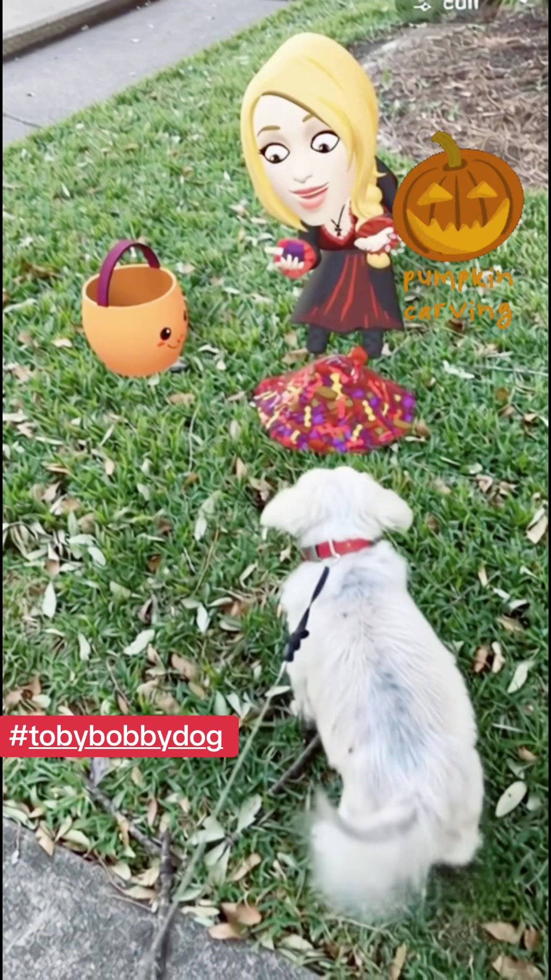 @Tobybobbydog