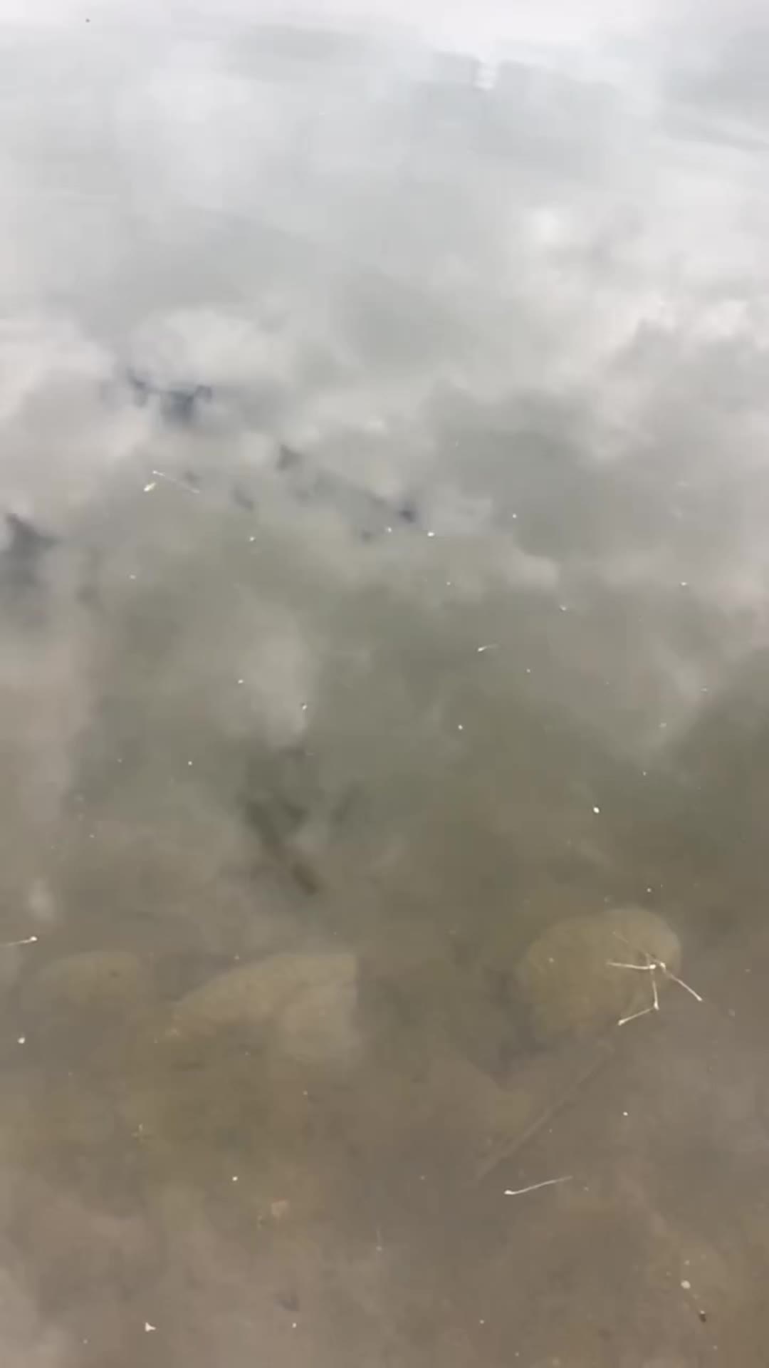 @Bassfeeder