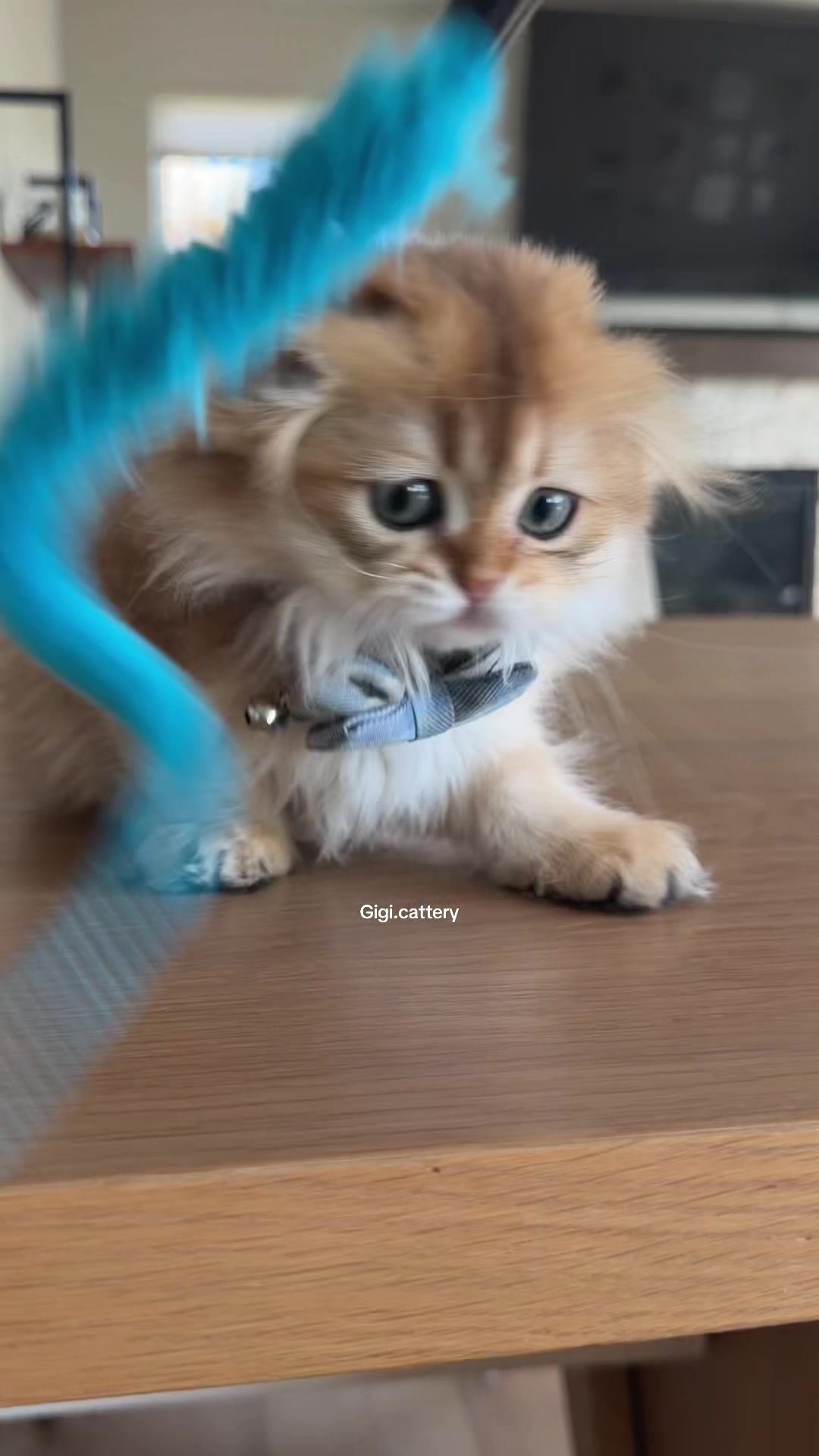 @gigi.cattery