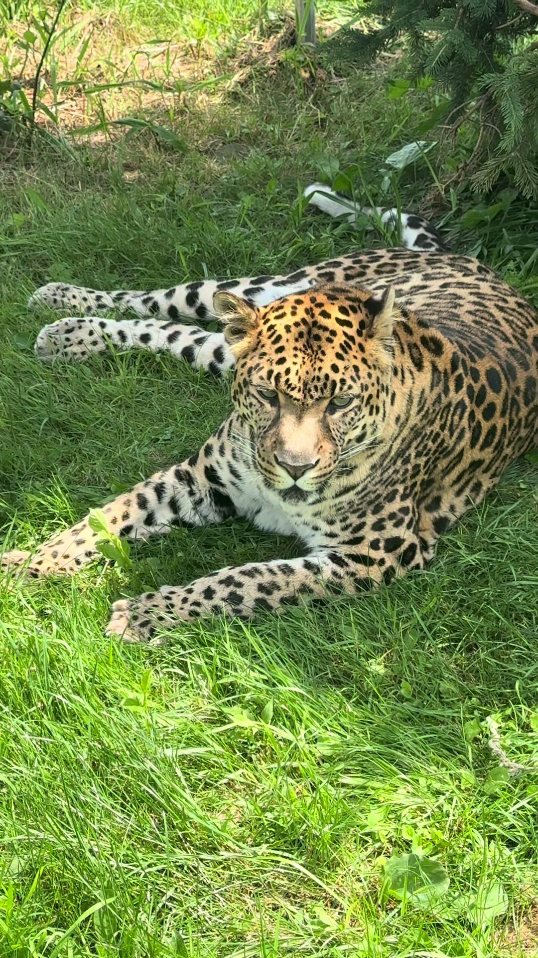 @The Wildcat Sanctuary
