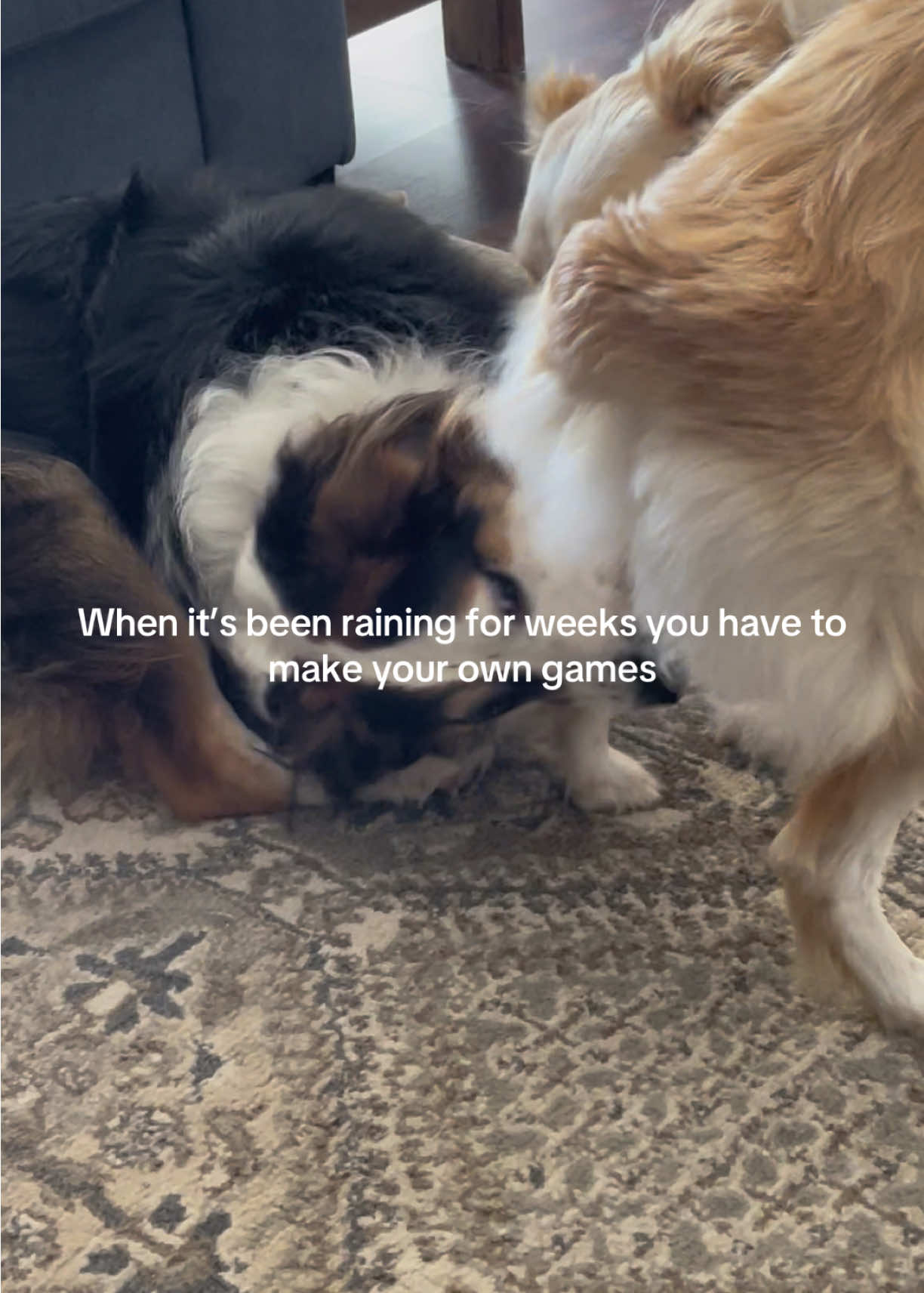 @hankanddollyrescuedogs