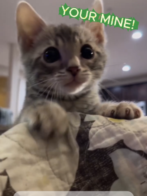 @The Kitten Spot
