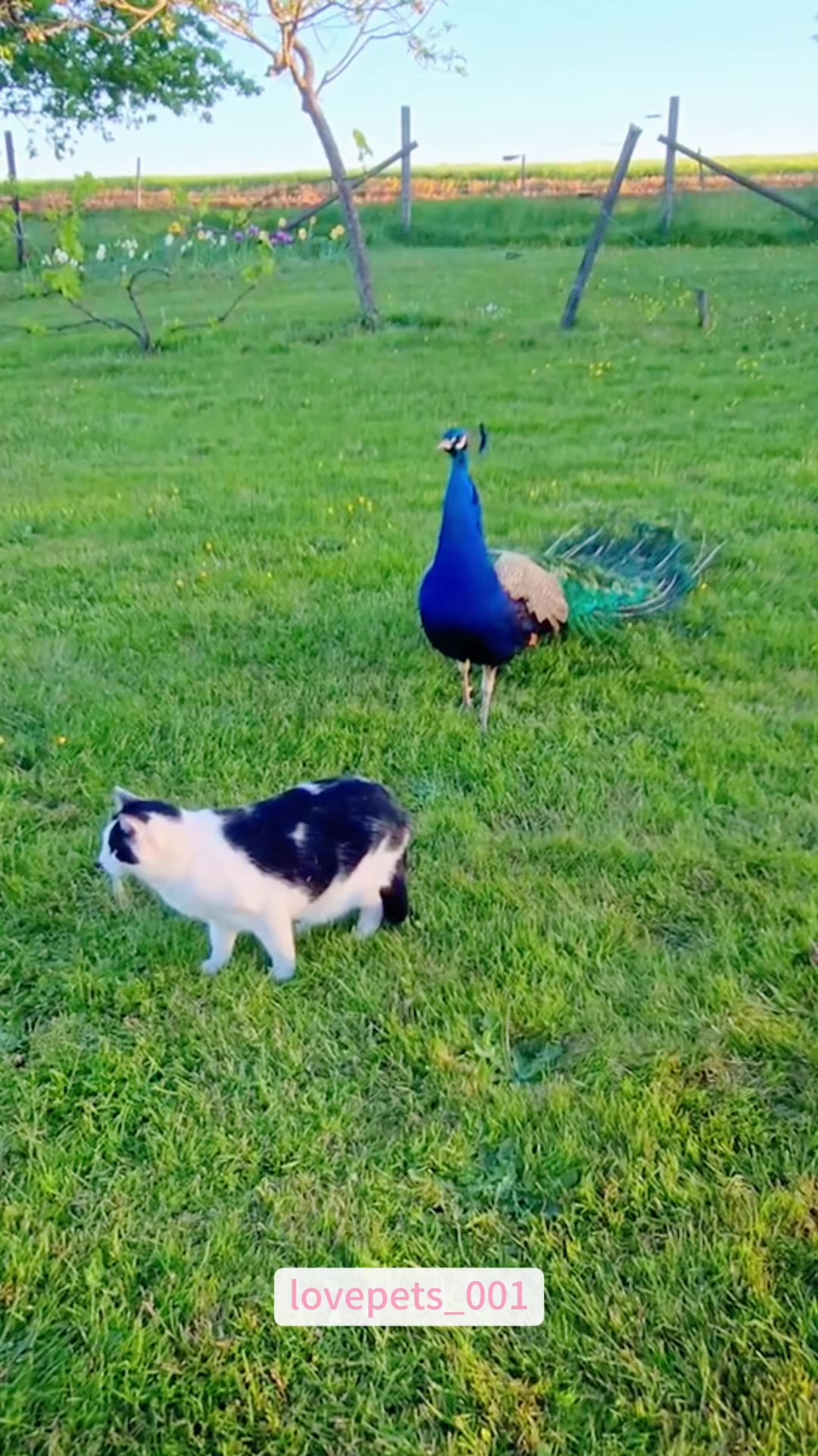 @lovepets_001