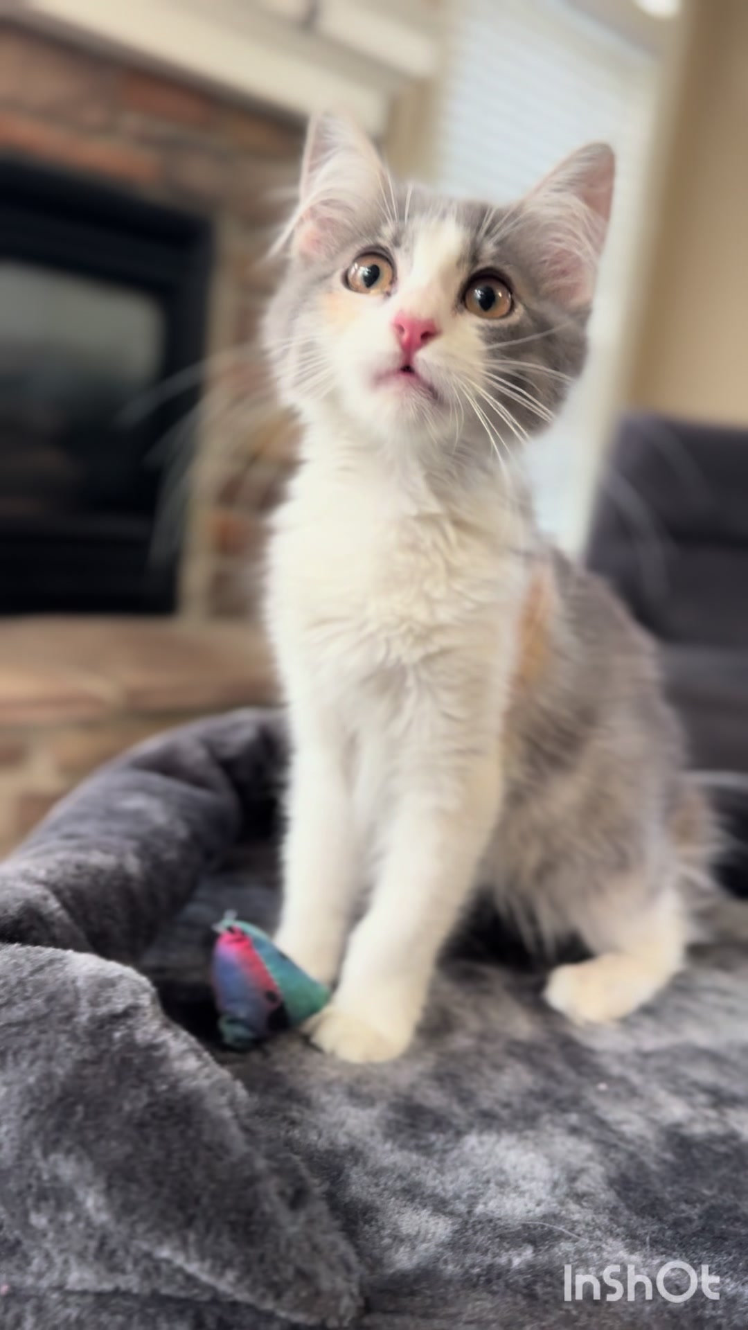 @Paws Deep Animal Rescue
