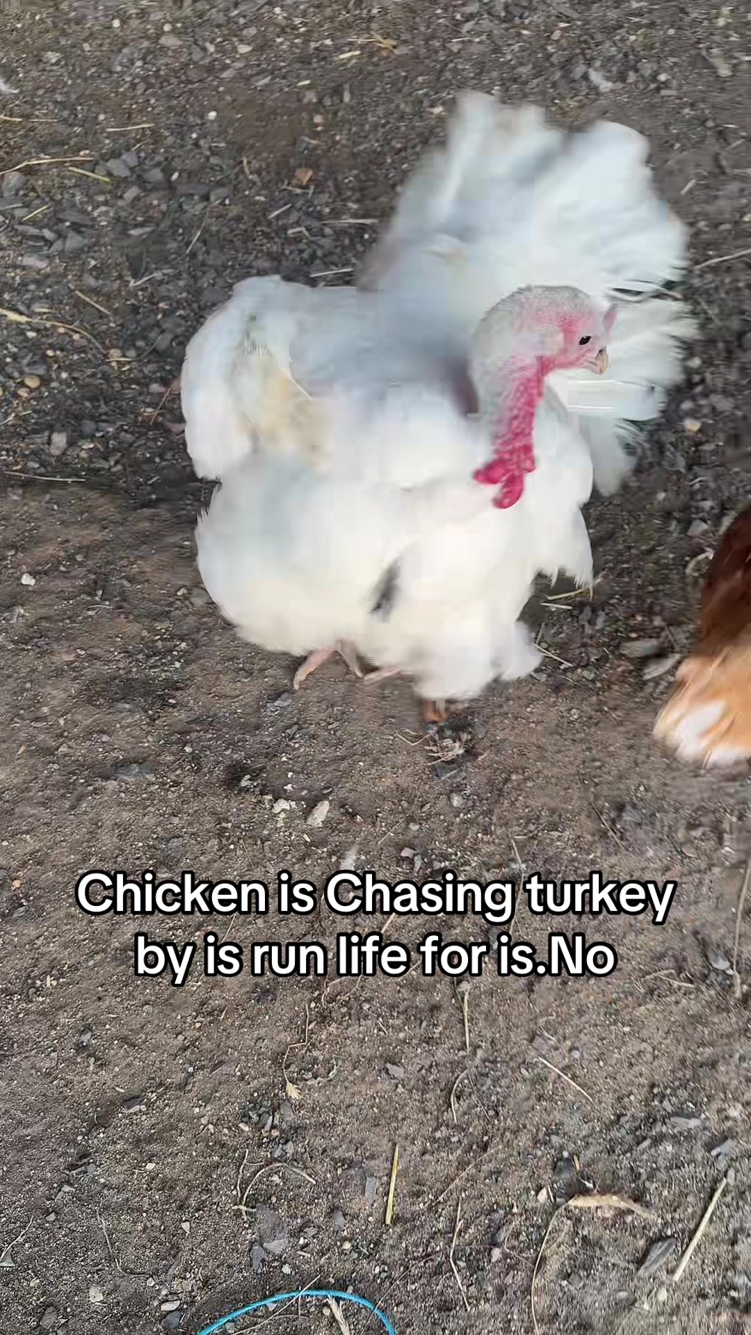 @No