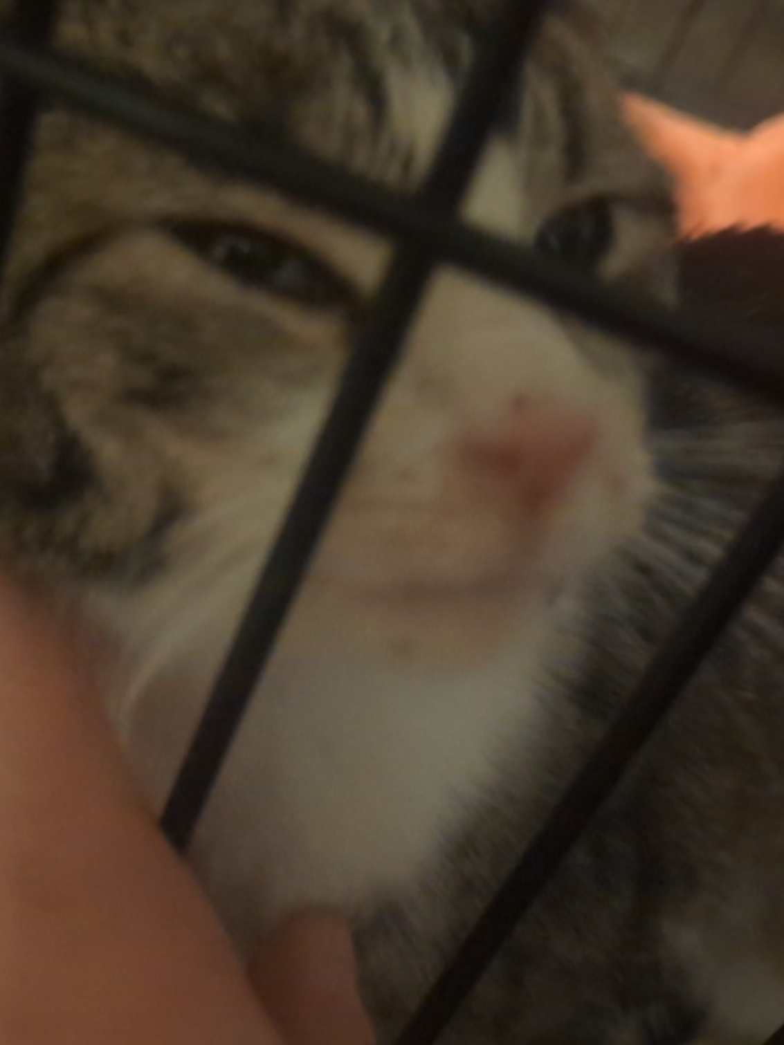 @HopesDreamRescue