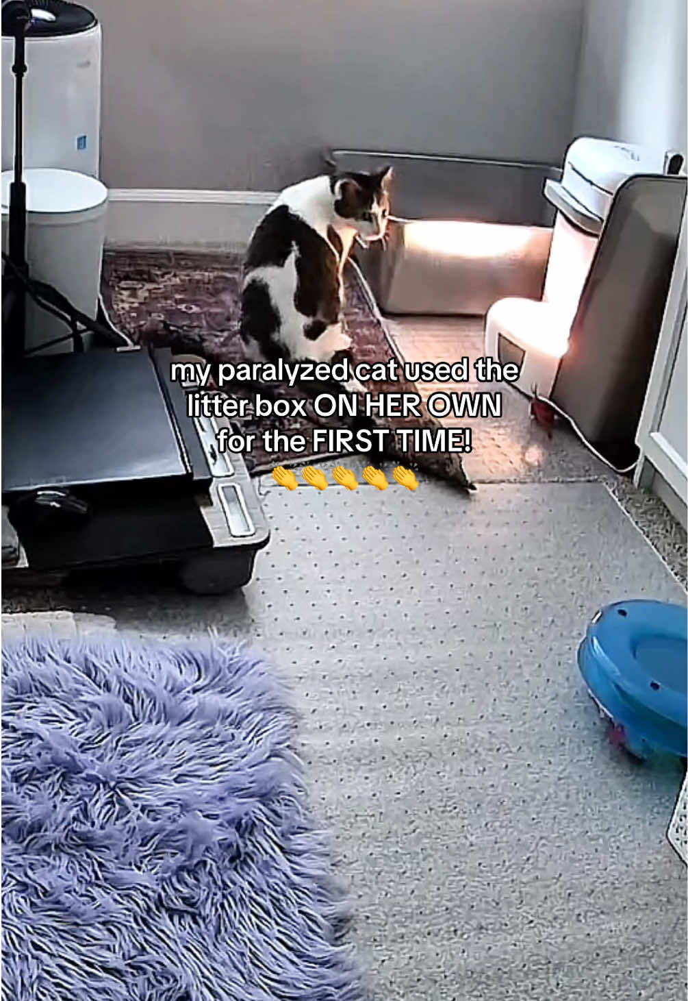 @Parcel the Paralyzed 😻