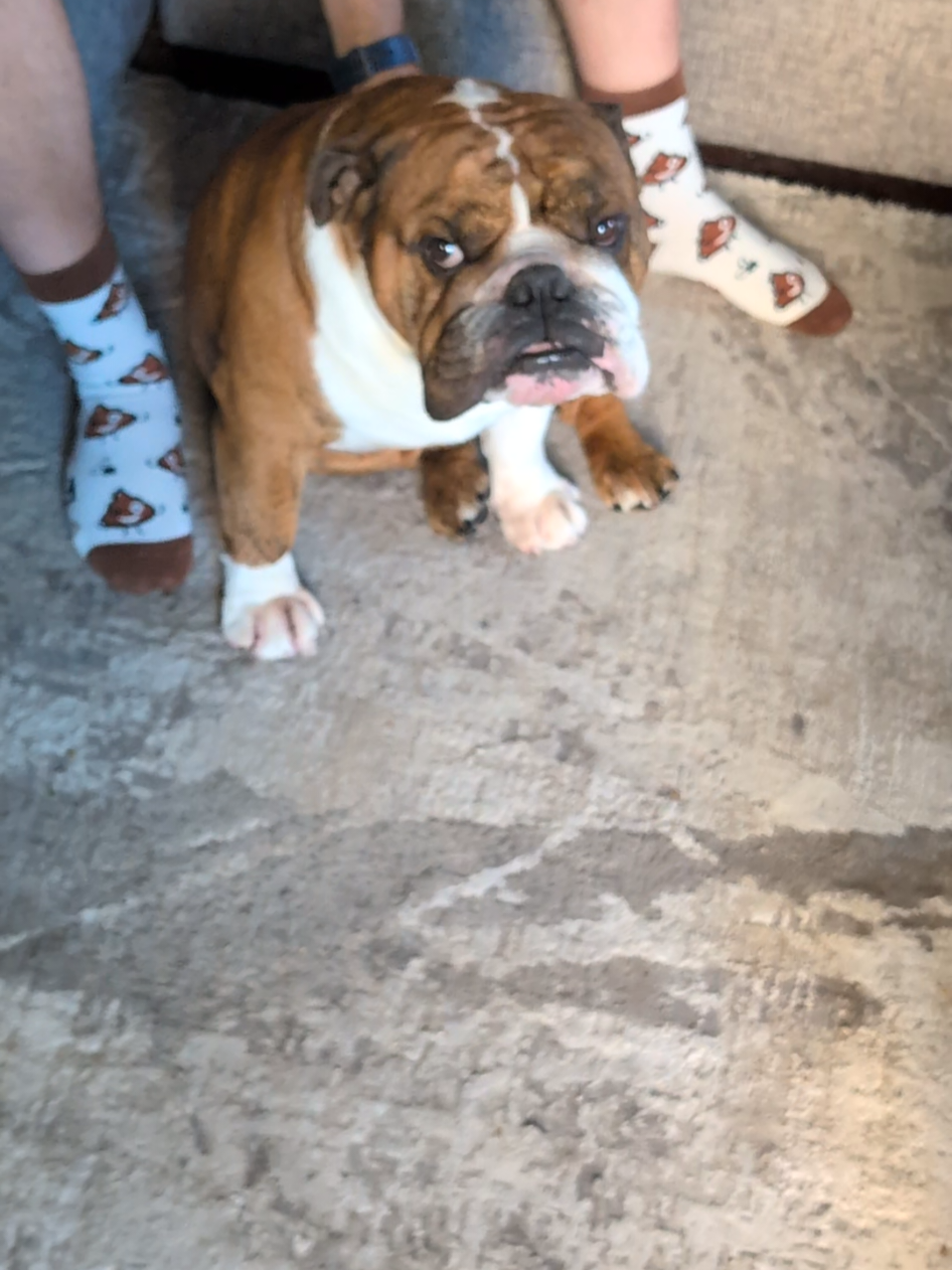 @Vinny The Bulldog