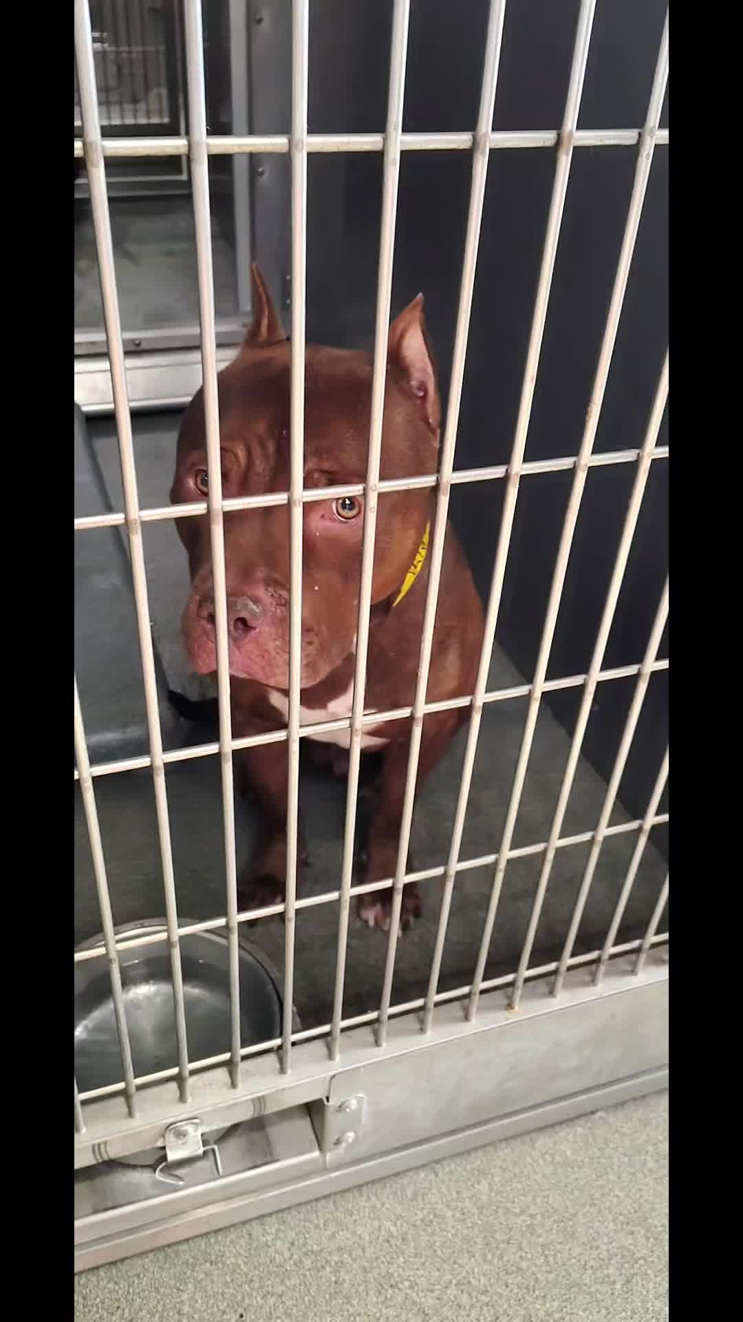 @Saving Seaaca Animals