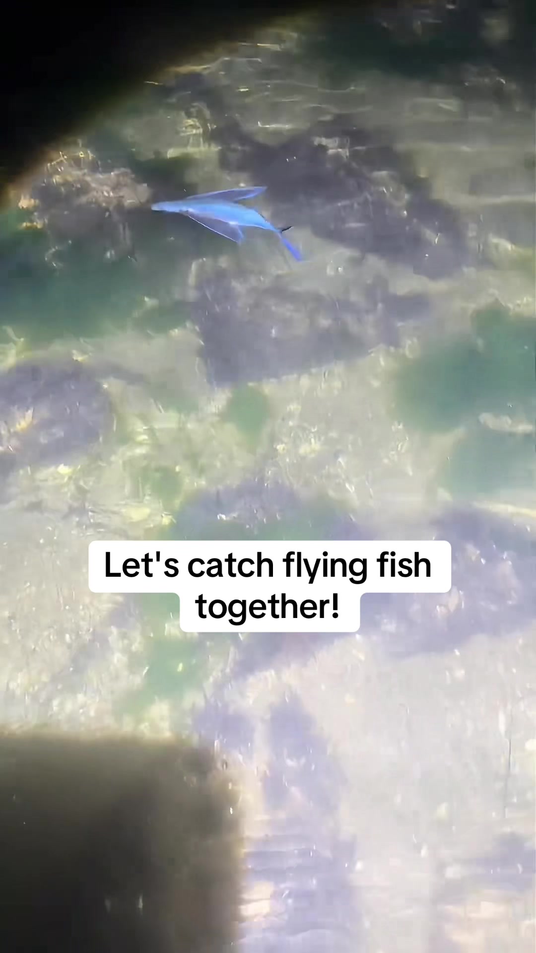 @Catch fish by hand