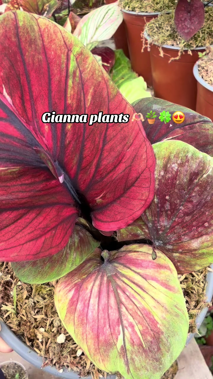 @Gianna.Plants 💚🍀🪴🇵🇪