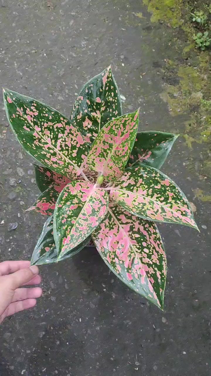 @Ronaldo_Aglaonema