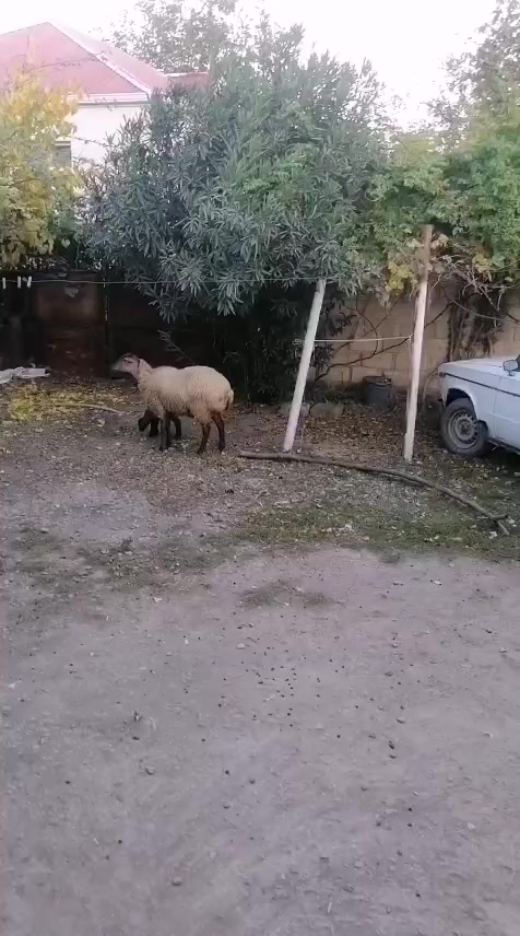 @Namiq Əhmədov