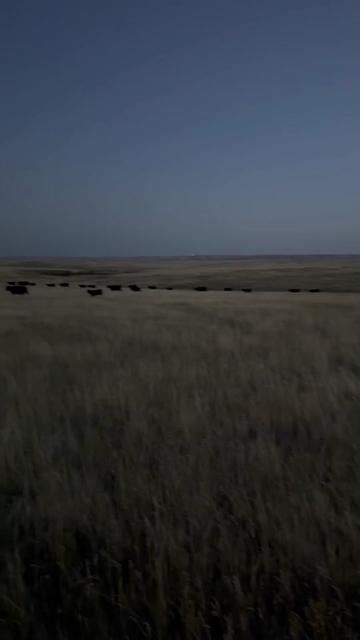 @TSQuarterHorses