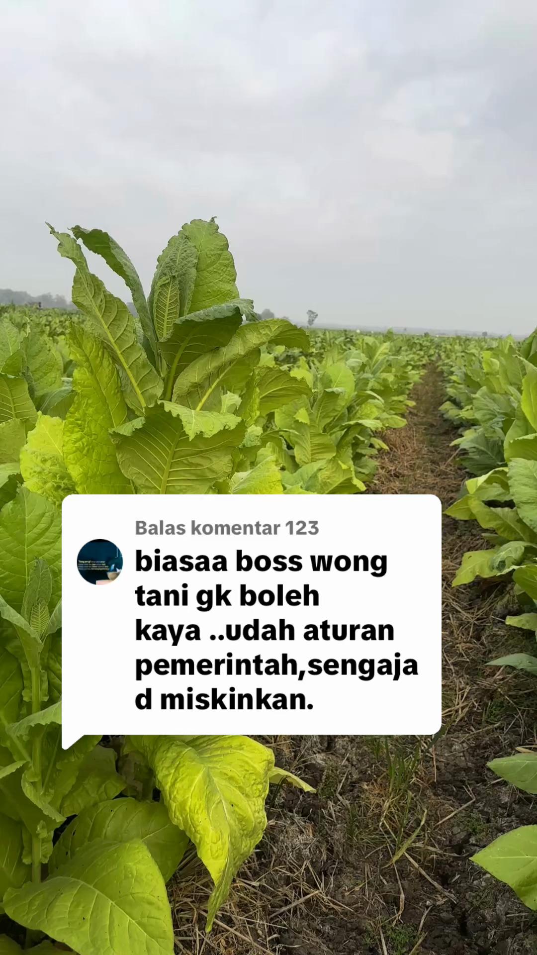 @PemainDalam