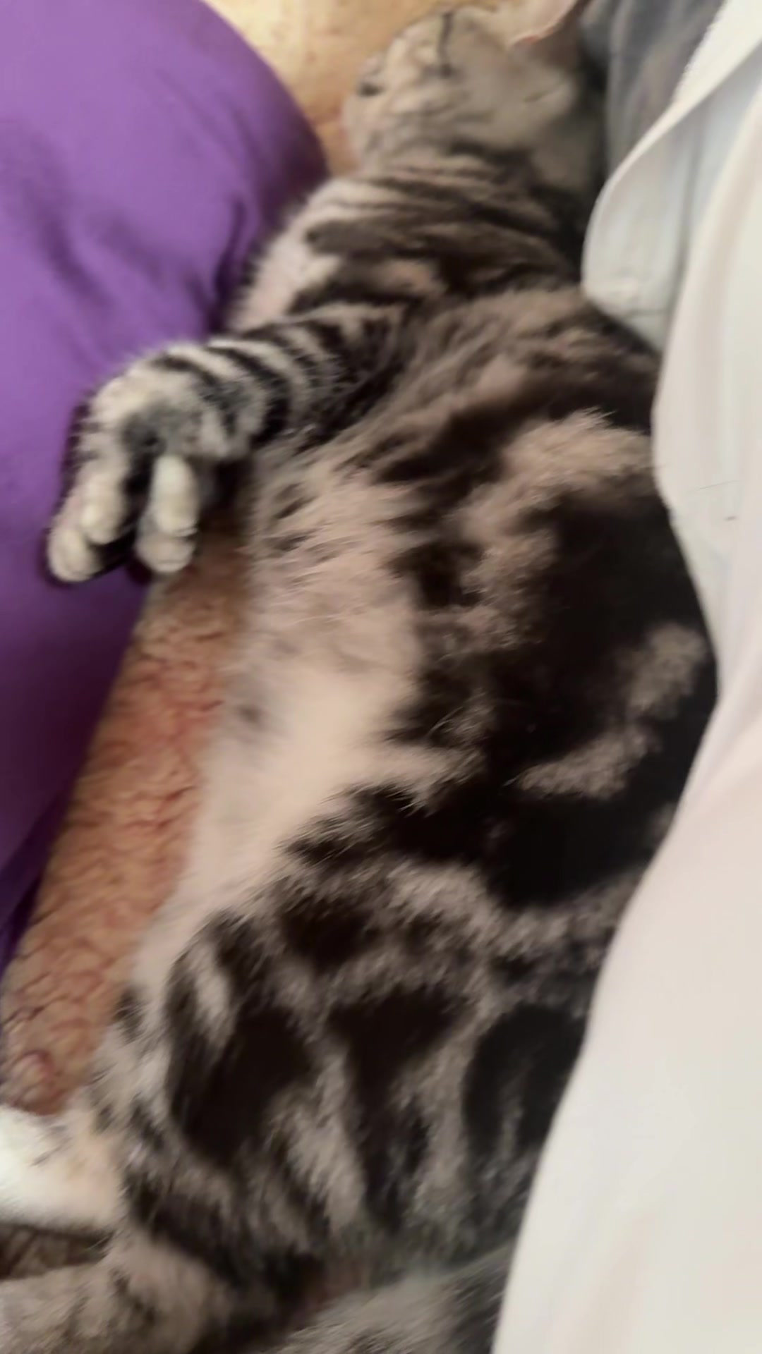 @パンダコンダ