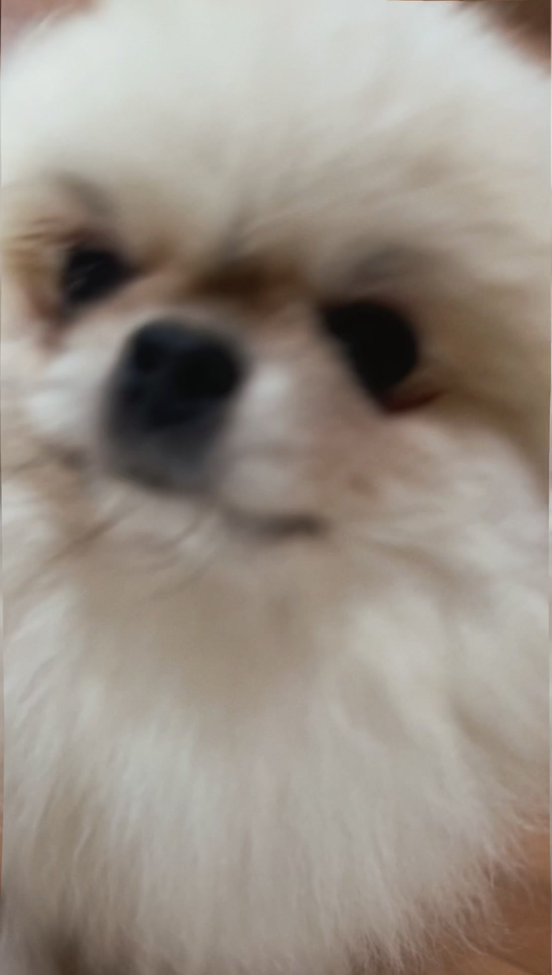 @Fingerlakes Pomeranians