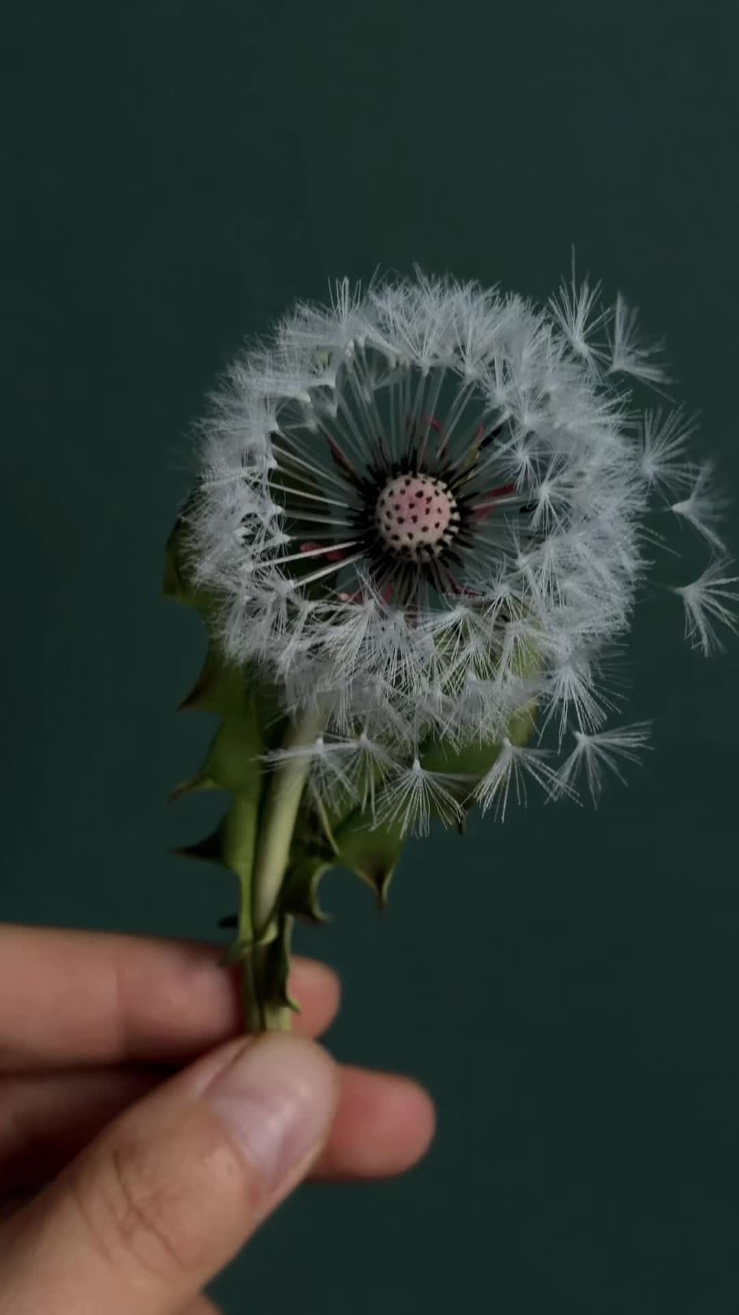 @tanya_forest_flowers