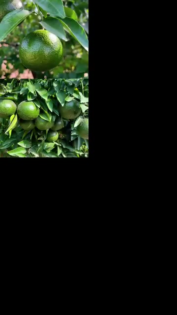 @عمران گجر