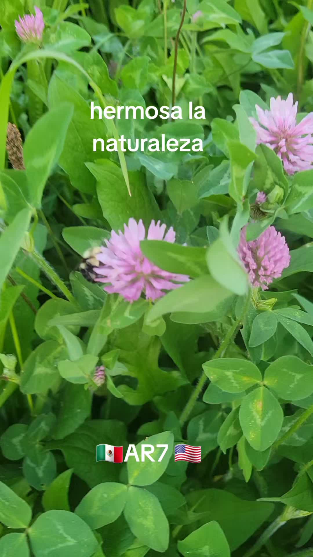 @ABEL ROSAS. AR7