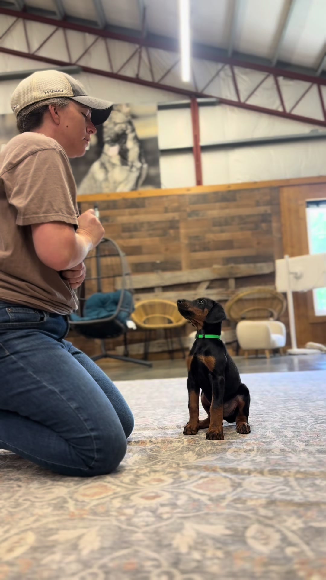 @Protection Dog Sales