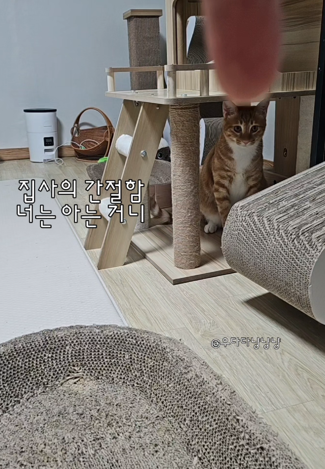 @우다다냥냥냥