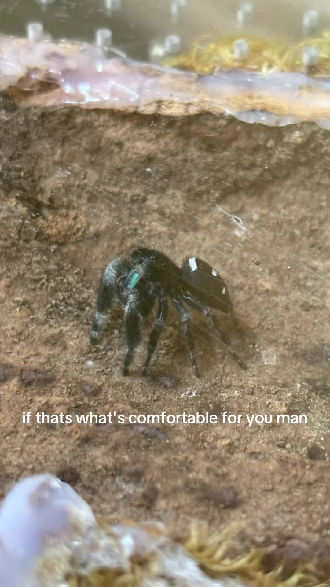 @syd