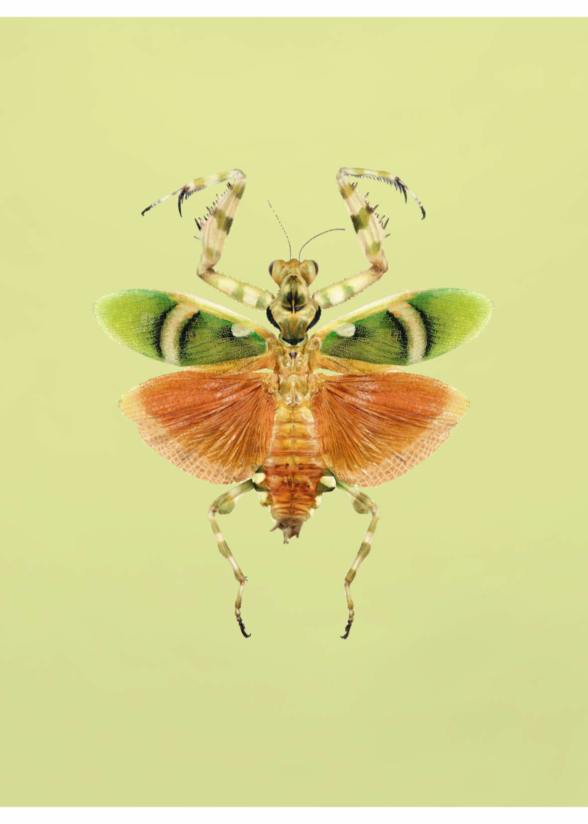 @🦟🎀insect🎀🦟