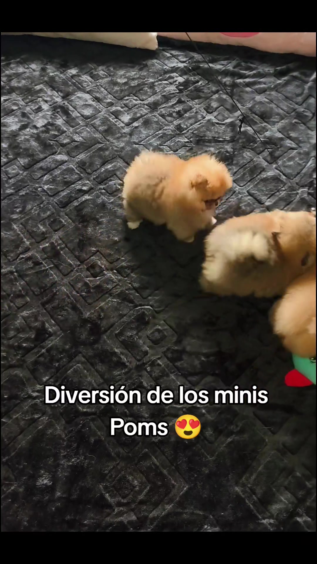 @Pomerania chile