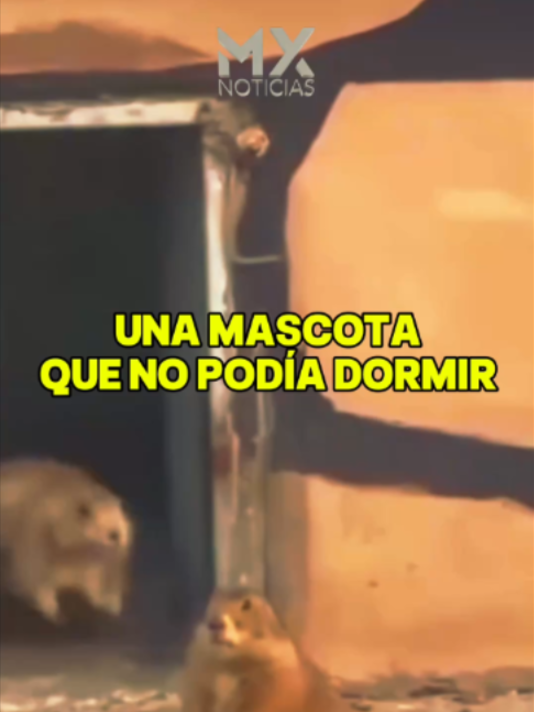 @MX