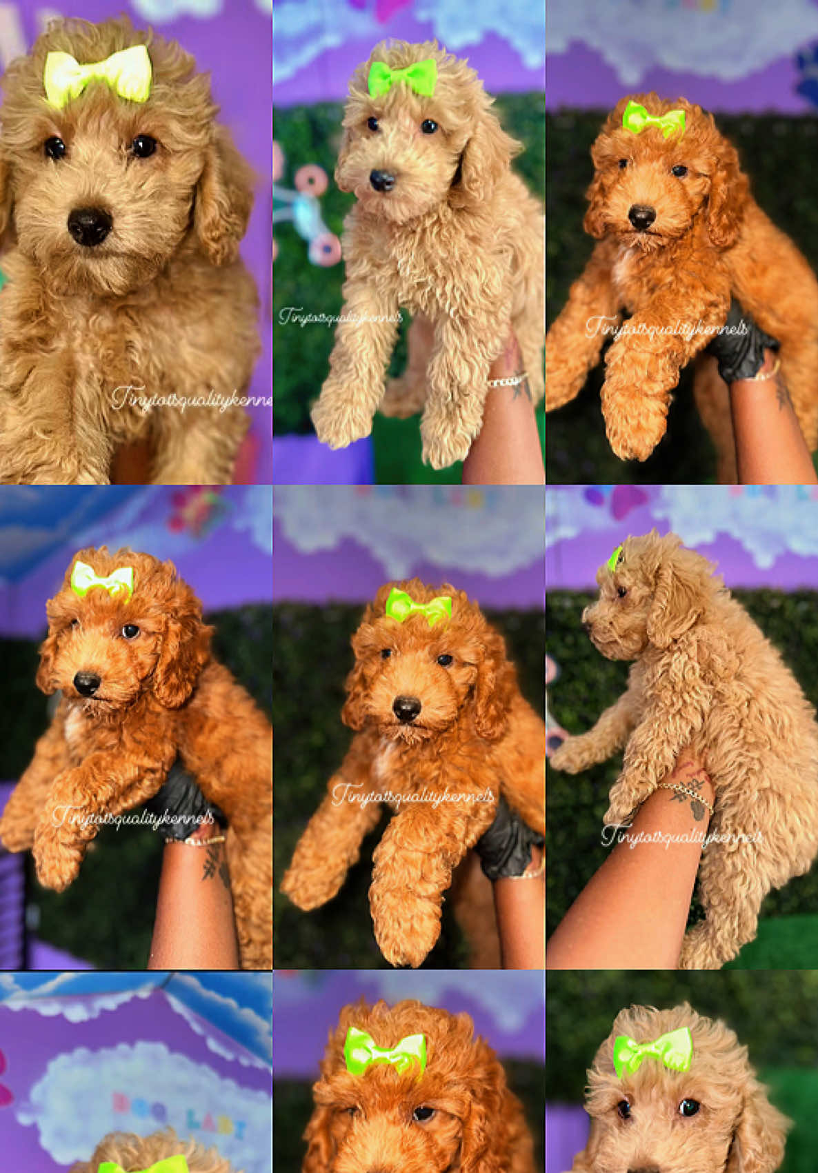 @Dog Lady