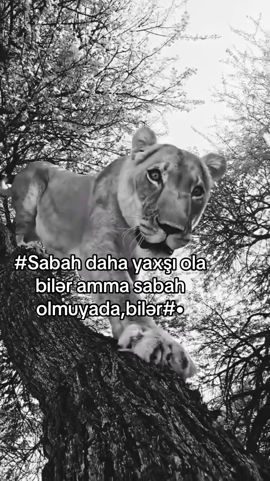 @★彡 VİNİSDON 彡★