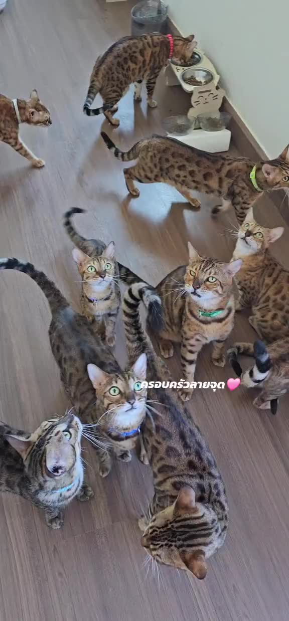 @layjudfamily🐾🐱