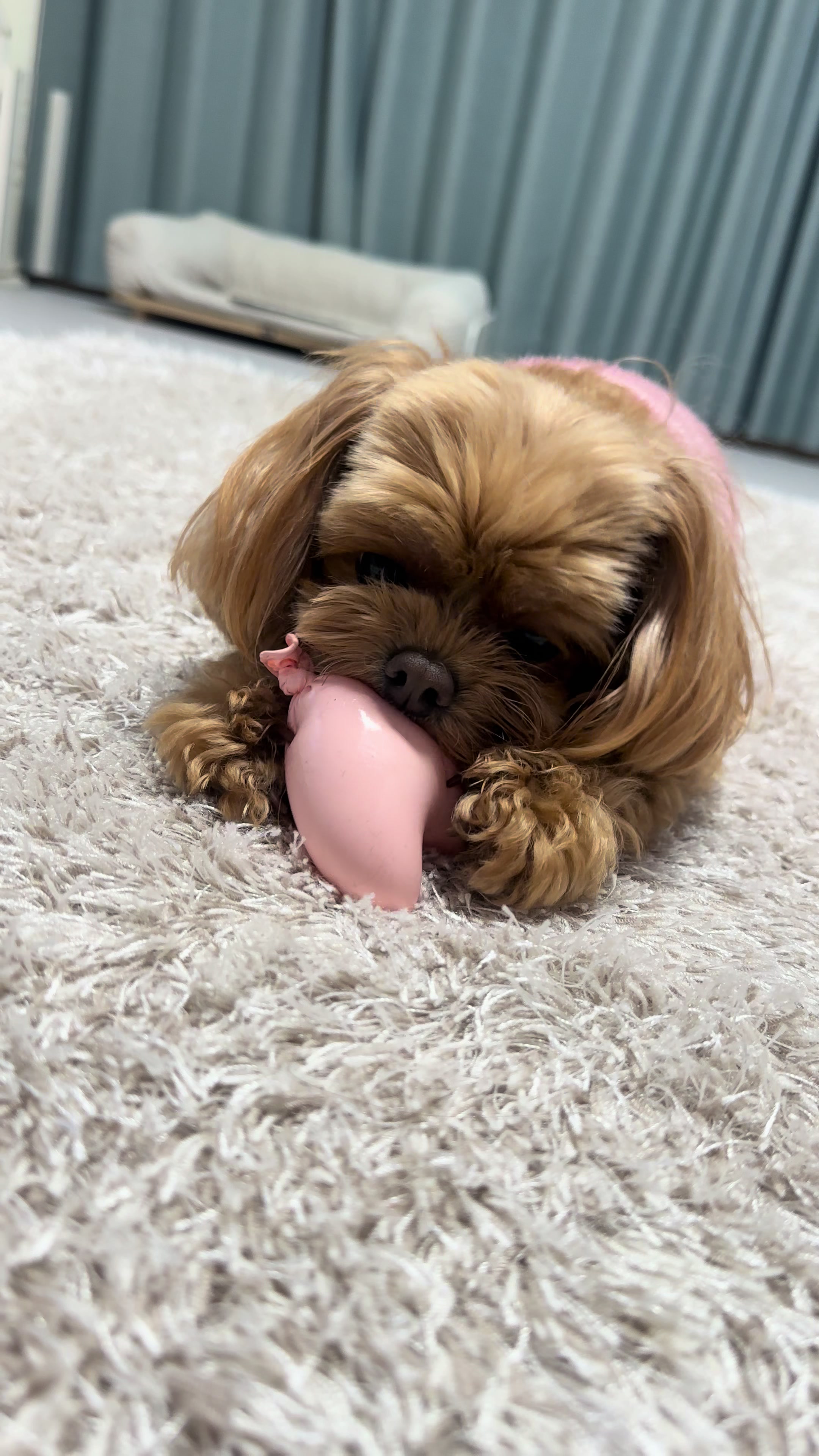 @꼬미