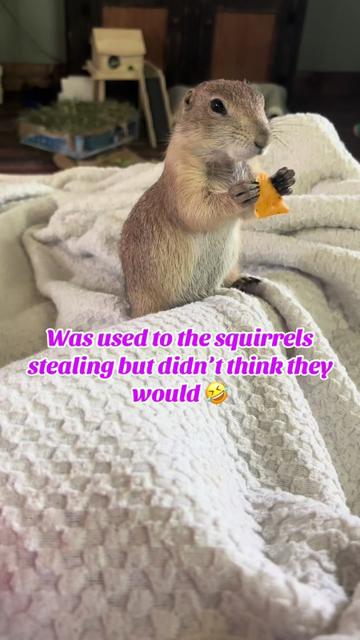 @Sarahsquirrels43🐿️