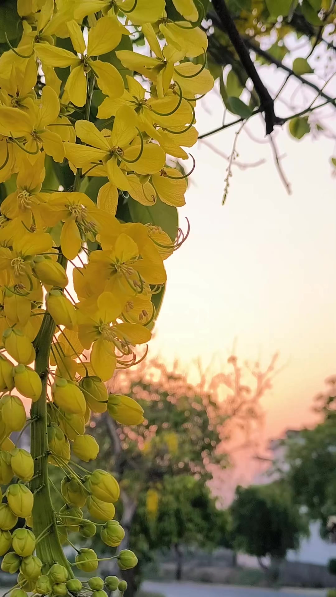 @🥀 روح پُوش
