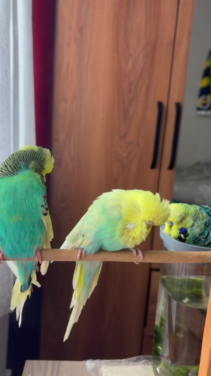 @bbb.budgie