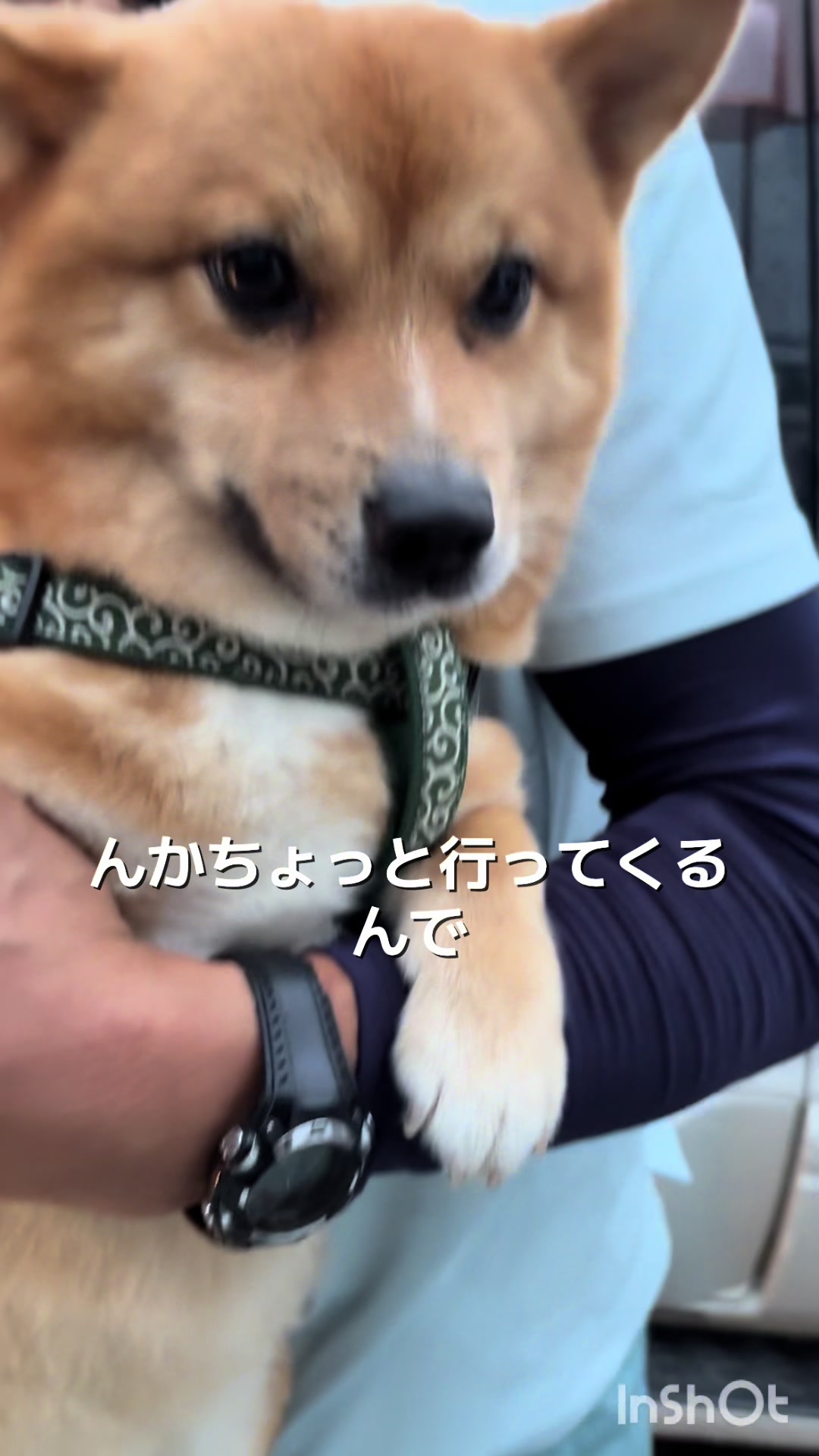 @ポメ柴もなか(もちゃ)୭