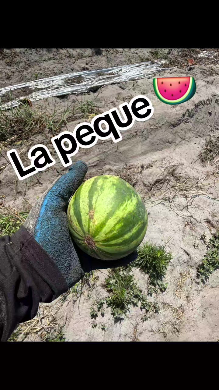 @Hugo Arevalo