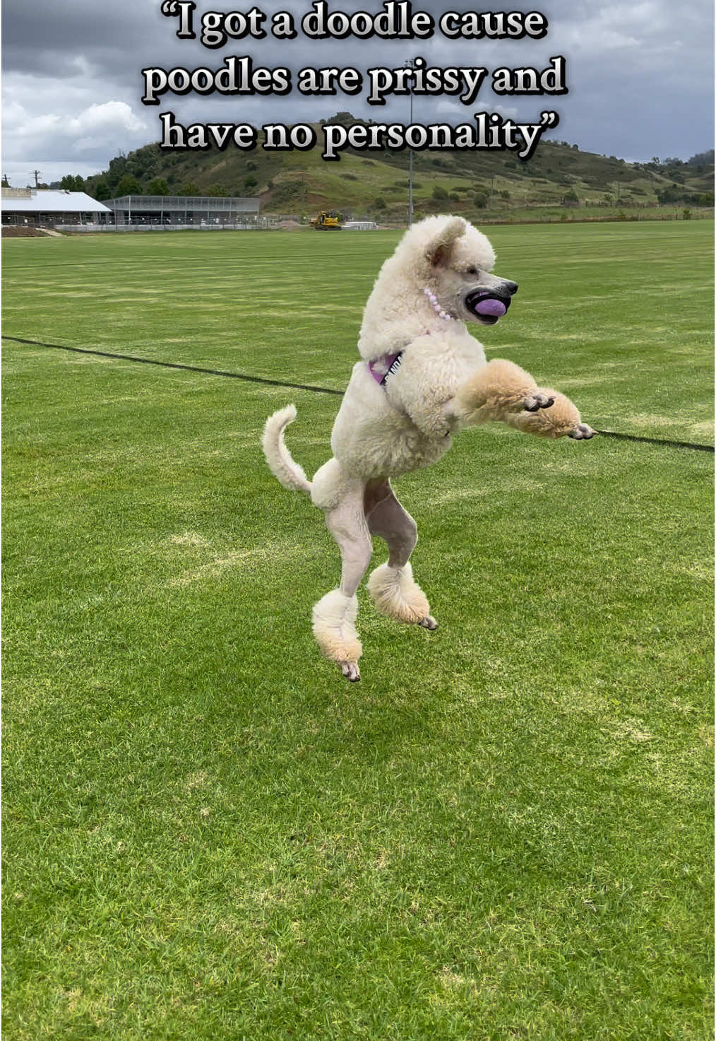 @pandorasboxofdogs