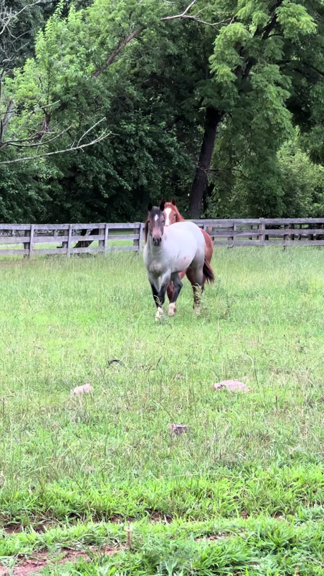 @Kinda Silly Farm