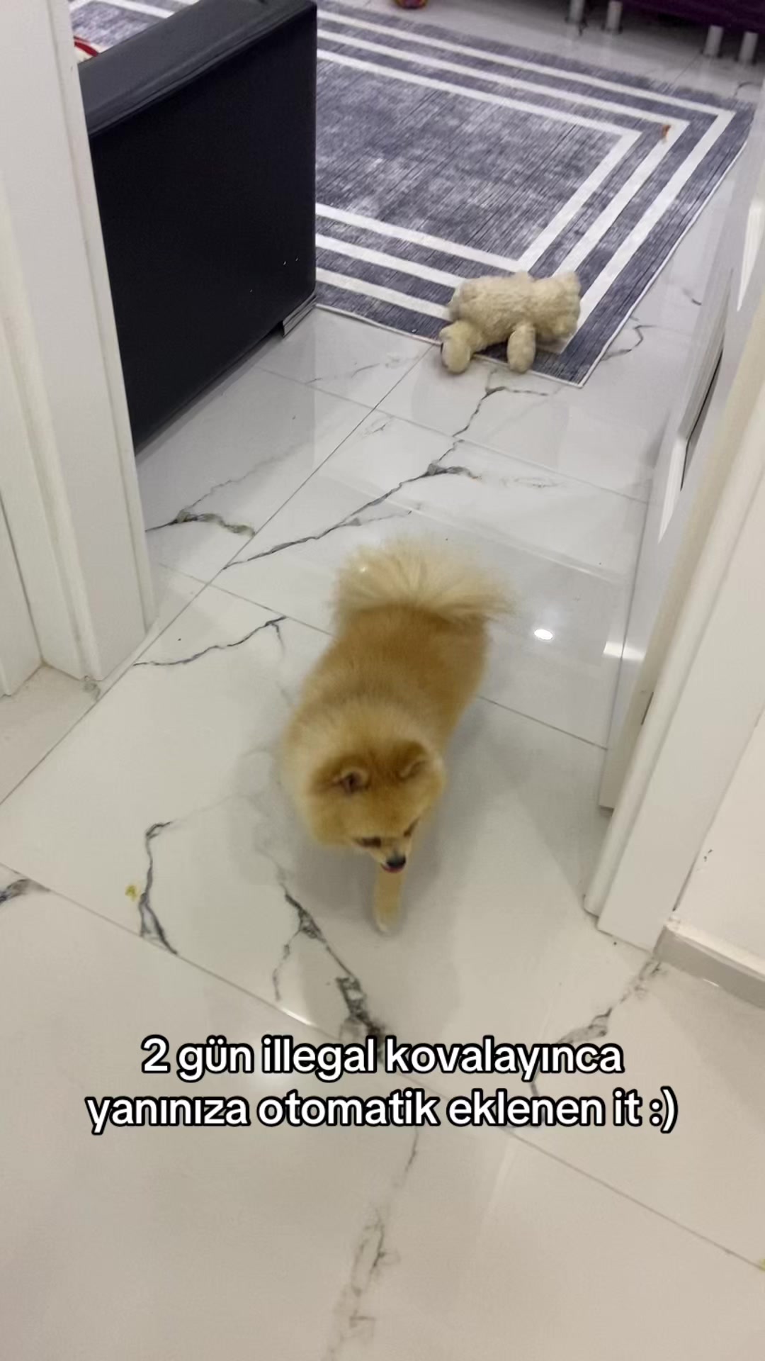 @𝐔𝐌𝐔𝐓