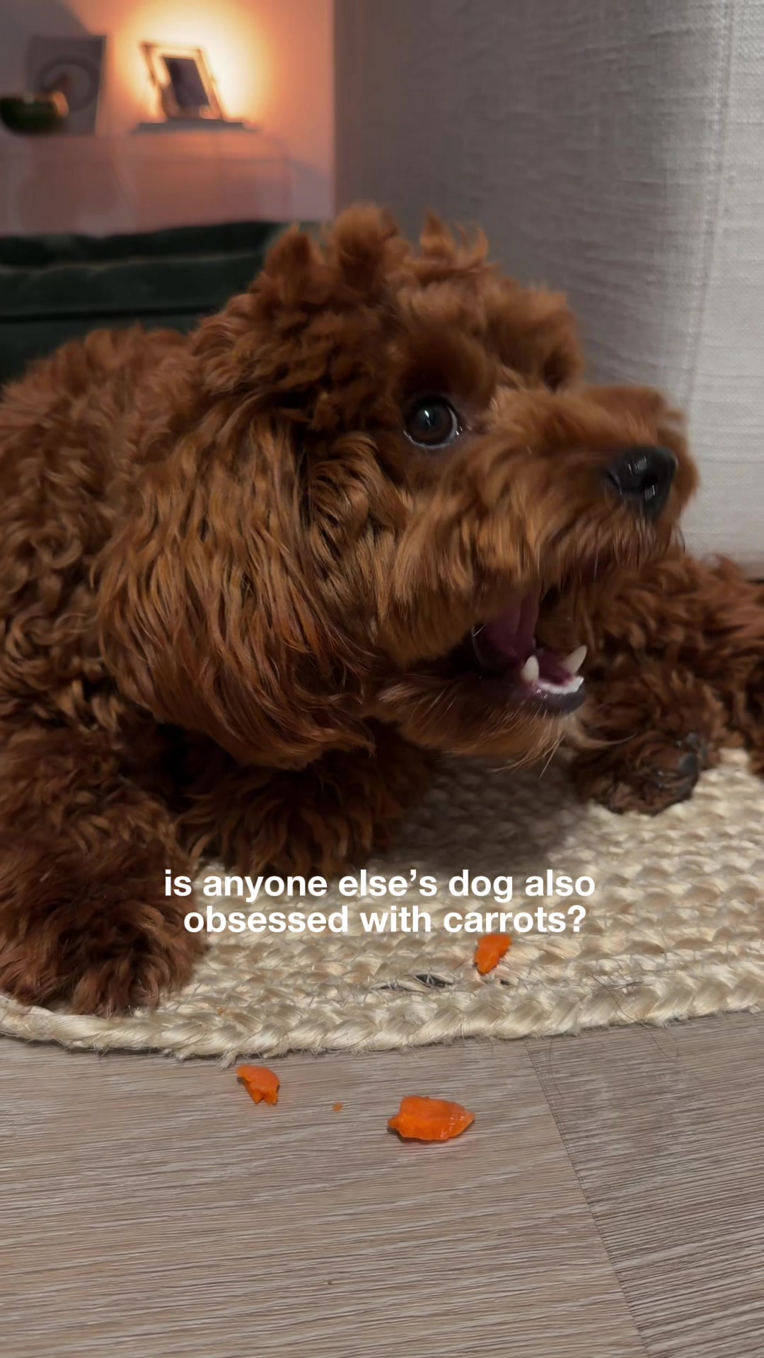 @Lilo The Cockapoo