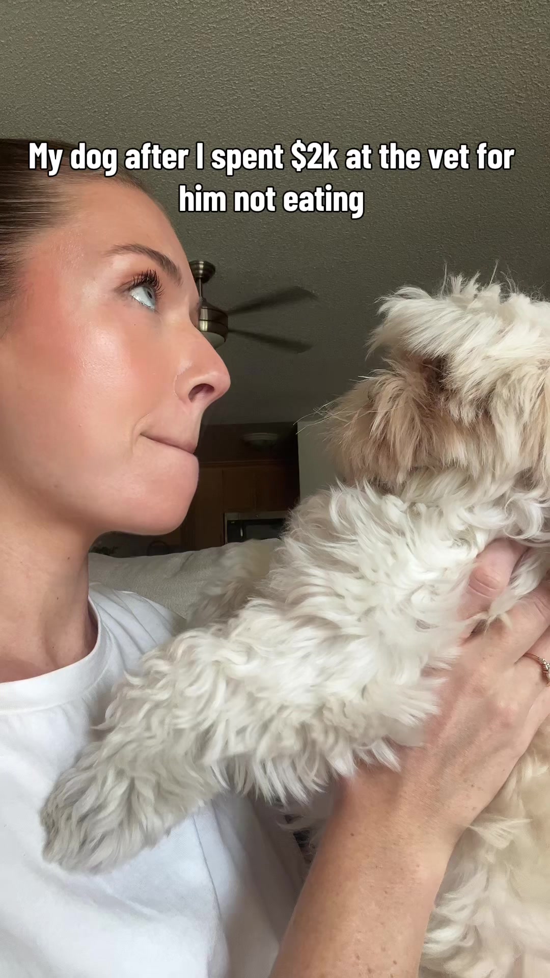 @Hugh the Shih Tzu