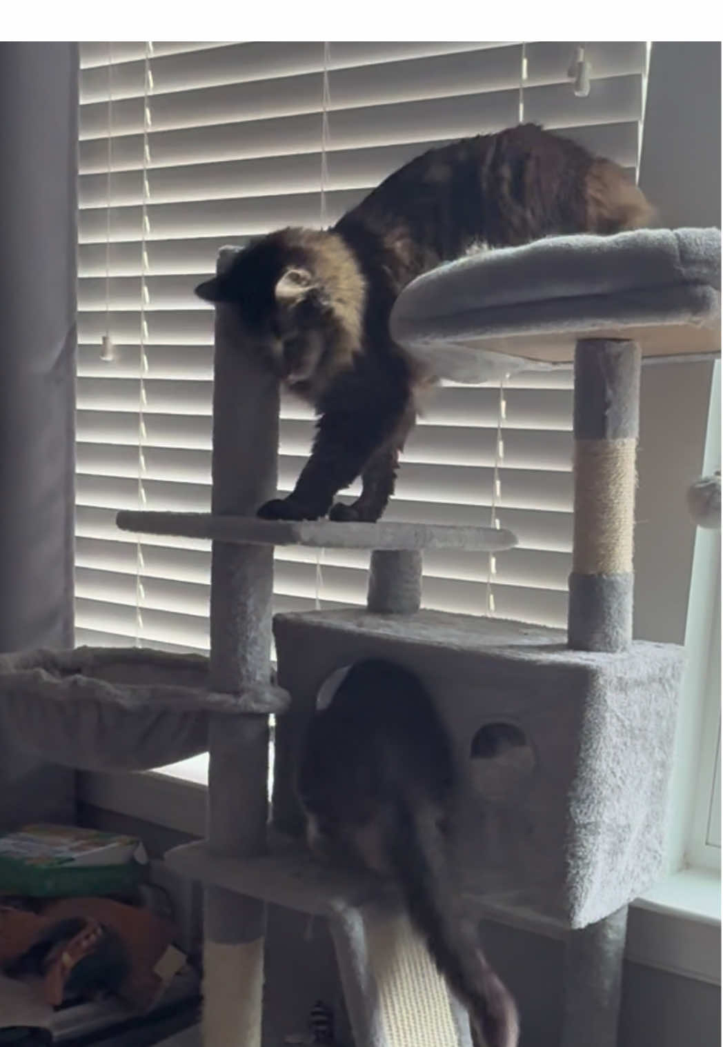 @RoxySnowballCatDrama