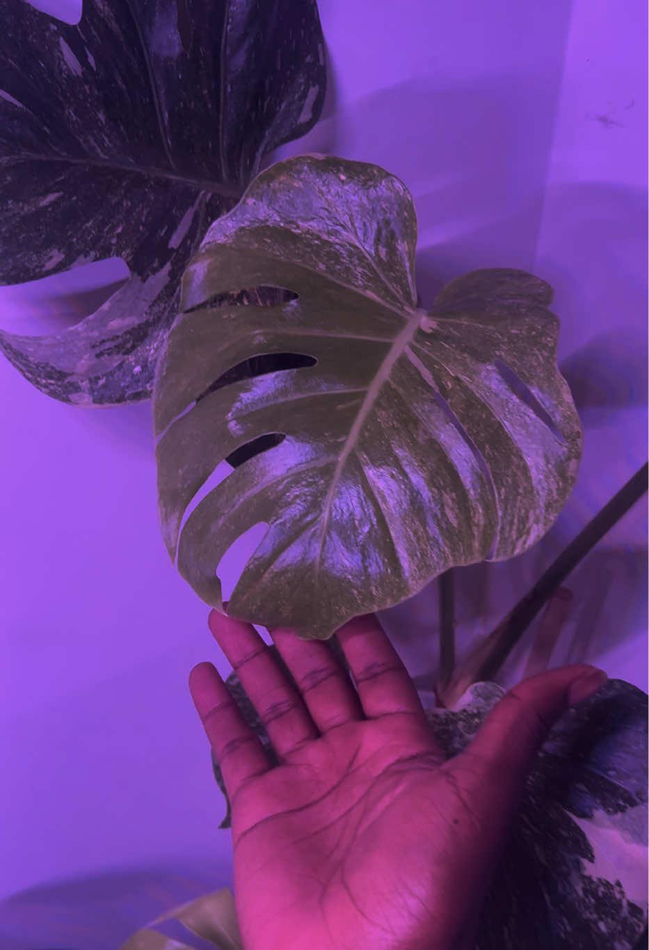 @Plant Deco ATL