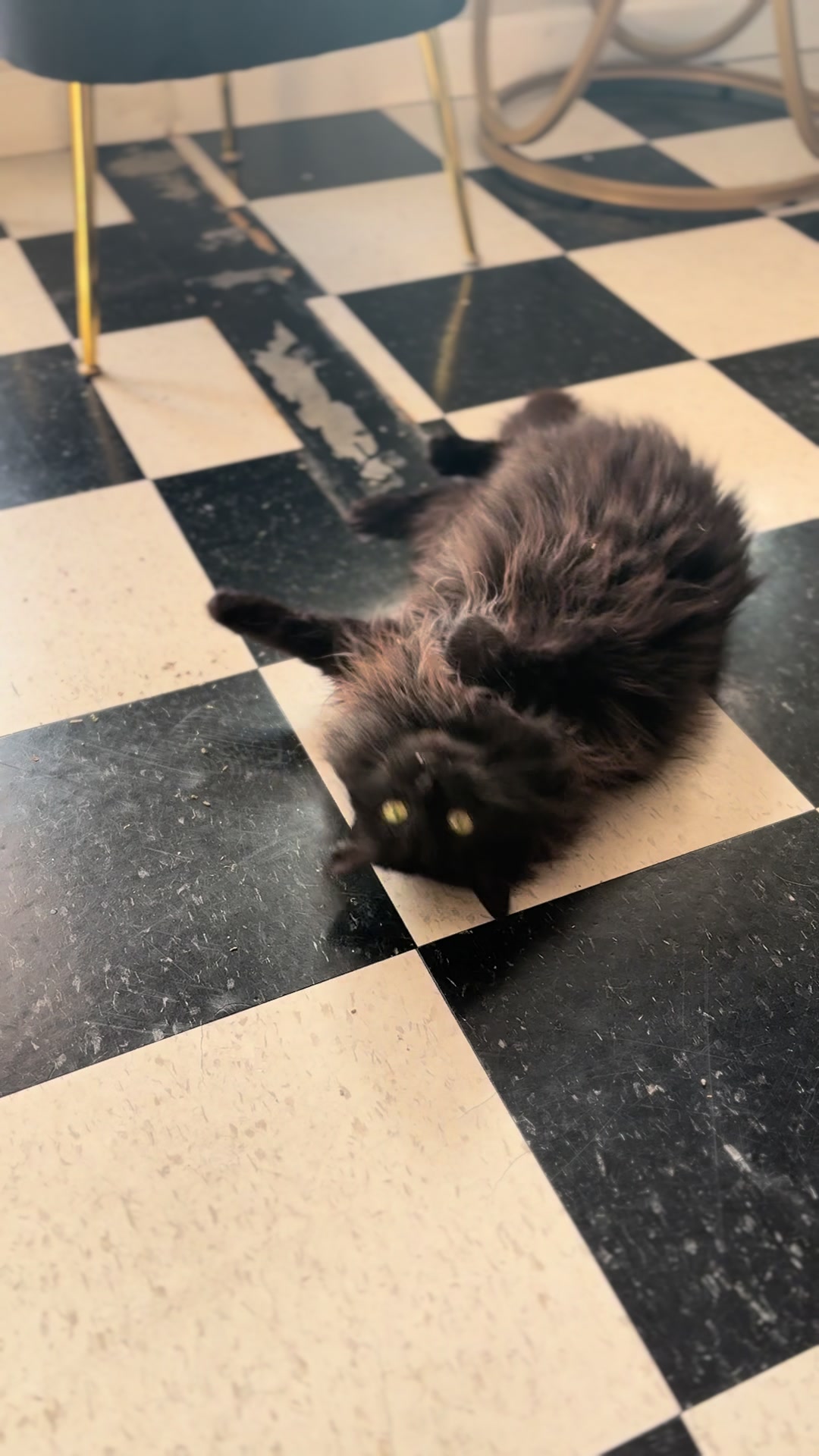@The Purrfect Pour Cat Cafe