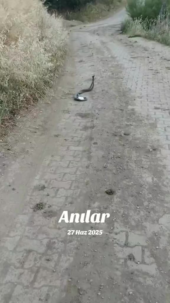 @hakkı saz4646